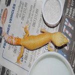 Sunglow Female Poss Giant.JPG