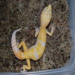 Sunglow Poss Giant Female.JPG