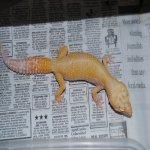 Sunglow Giant Female.JPG