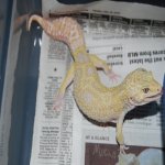 Giant Jungle Mack Snow Tremp Albino.JPG