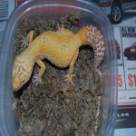 Super Giant Sunglow Female.JPG