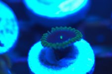 ^PPE 1 Polyp.jpg