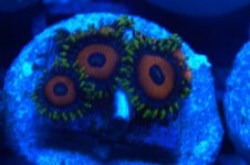 ^Pratt Reef Zoas 1.jpg