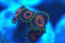 ^Pratt Reef Zoas 2.jpg