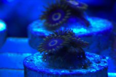 ^Purple Hornets 1-3 Polyp.jpg
