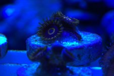 ^Purple Hornets 2-3 Polyp.jpg