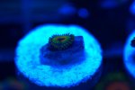 ^Rasta 1 polyp.jpg