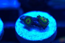 ^Rasta 2 Polyp.jpg