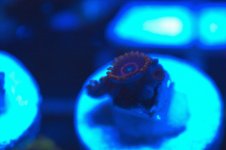 ^Red Hornet 4 Polyp.jpg