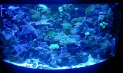 2011-05-18 21.08.48 my tank.jpg