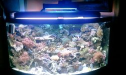 2011-05-18 21.11.36 my tank.jpg