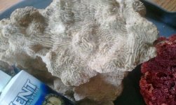 2011-05-19 09.24.35 dead white coral (groves).jpg