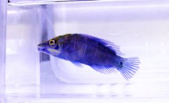 mysteri_wrasse1.jpg