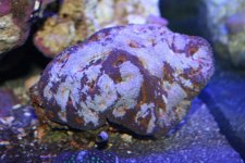 Acan echinata.jpg