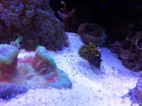 zoas.JPG