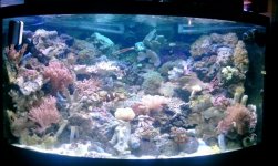 2011-05-18 21.10.45 my tank.jpg