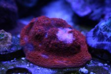 Ethan's Reef tank feb-2011 006.jpg