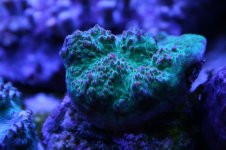 Ethan's Reef tank feb-2011 008.jpg