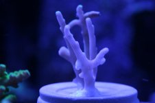 Ethan's Reef tank feb-2011 002.jpg