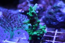 Ethan's Reef tank feb-2011 015.jpg