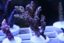 Ethan's Reef tank feb-2011 078.jpg