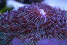 Ethan's Reef tank feb-2011 071.jpg