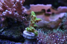 Ethan's Reef tank feb-2011 068.jpg