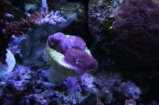 Ethan's Reef tank feb-2011 062.jpg