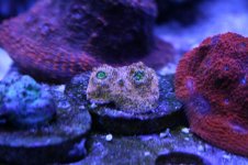 Ethan's Reef tank feb-2011 005.jpg