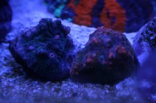 Ethan's Reef tank feb-2011 010.jpg