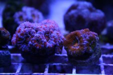 Ethan's Reef tank feb-2011 012.jpg
