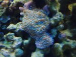 corals 5-20-11 001.jpg