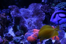 Ethan's Reef tank feb-2011 014.jpg