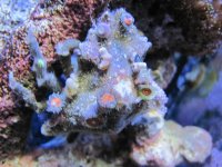 IMG_0155.jpg