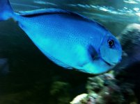 Tang.s.jpg