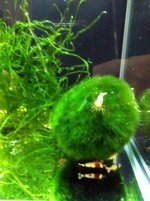 Crystal Shrimps IMG_1364 800.jpg