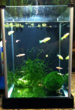 Spec Tank Fresh Water Setups with Crystal shrimps and Glo fish IMG_1369 800.jpg