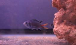 chromis3.jpg