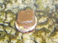 More tank corals 007.jpg