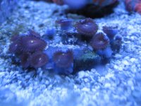 zoa.JPG