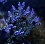 _MG_0213 Purp Valida.jpg