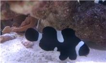 clownfish3.jpg
