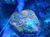 Acan.jpg