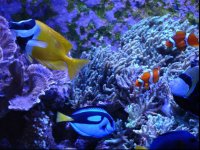 fish.jpg