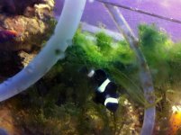 BW Clownfish B IMG_1720 copy.jpg