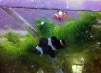 BW Clownfish C IMG_1707 copy.jpg