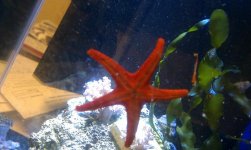 star 2.jpg