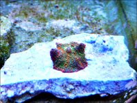 rainbowshroom.jpg