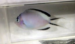watanabei.jpg