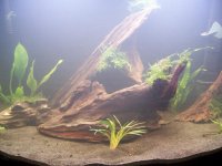 day 4 tank pix 002.jpg